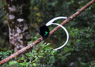 パプアニューギニア　 $_57.JPG?set_id=8800005007